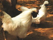NW